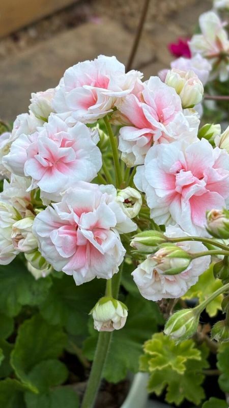 ����� ������ ������ ��������: ����� ����� � ����������� ����