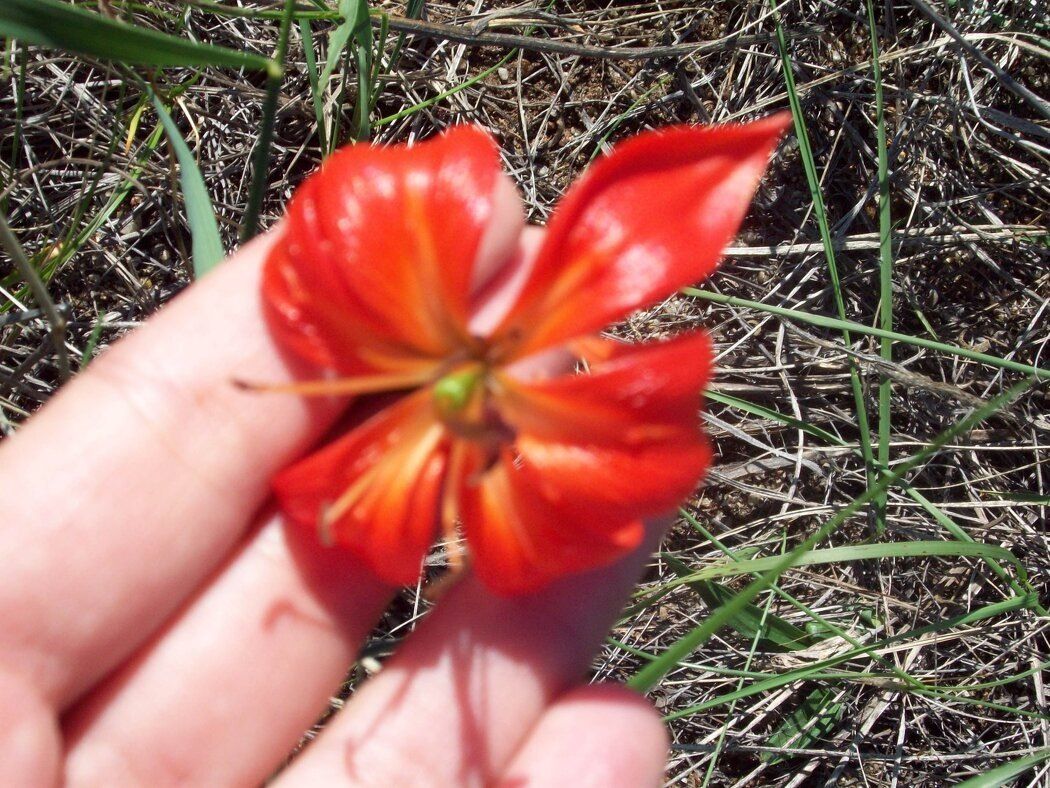 ��� ������������� ������ �� ����������� ����������: ������� �������