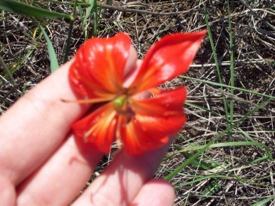 ��� ������������� ������ �� ����������� ����������: ������� �������