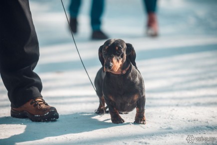 Как распознать депрессию у вашей собаки: советы экспертов