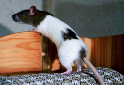 Поддержка друзей облегчает борьбу со страхом и депрессией