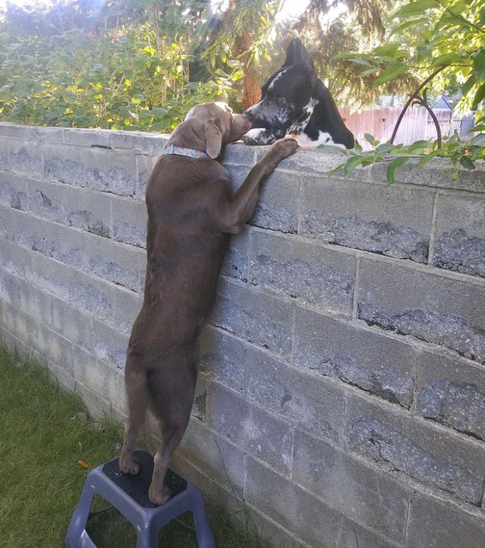 ������ ��� ������: ������������ ���� ��������