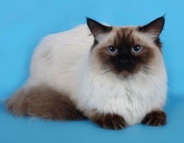 ���������� �����: ��� � ������� ������ ���� ���� ������