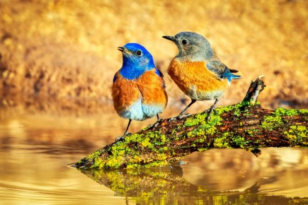 ��� �� �������� ���������: �� ������������ ������ � ����������� �������� �����