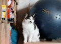 Утренние будни с пушистым хулиганом и весенними размышлениями
